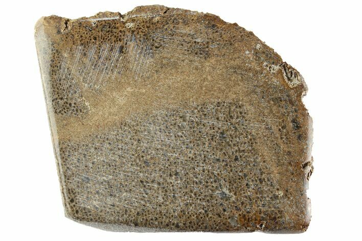 Polished Pliosaur (Liopleurodon) Bone - England #165707
